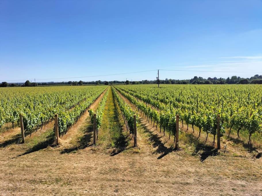 Cosy Cottage With Vineyard View Near Goodwood 치체스터 외부 사진